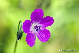 他自命清高，一生未娶，英年早逝，是什么原因导致了这种悲剧？图片