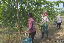 德阳这里有400亩百香果园，快来品尝丰收的味道！图片