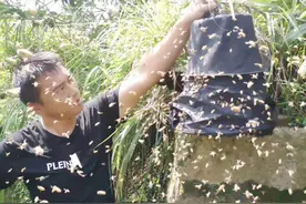 蜜蜂养殖夏季管理重点图片