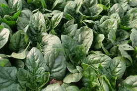 种菠菜提高出苗率，温度湿度2个问题，农户应该如何解决？图片