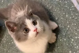 二十平的小房间里养猫，对猫来说是一种折磨吗？图片