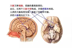 知识速记 |大脑-额叶功能、病损表现及定位诊断图片