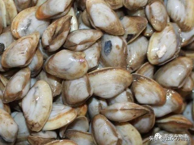 六耳赤嘴鱼胶有收藏价值吗 2026年六耳赤嘴鱼胶的功效和作用