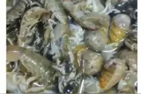 密密麻麻！深夜海域忽然聚集大量蝼蛄虾！相关部门已到现场取样图片