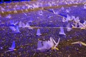 河南邓州突现大量蜉蝣！在一夜之内又全部死亡，气候又要大变了？图片