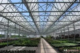 荷兰 Venlo 型智能蔬菜栽培温室成本效益分析图片