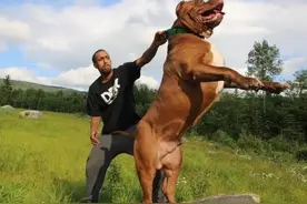 最大的“斗牛犬”浩克图片