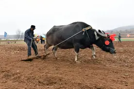 现在农村为何没人养牛？3点原因，哪一个才是关键？你怎么看？图片