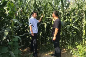 合阳种子站春夏播玉米试验示范效果明显图片