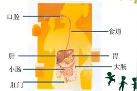 了解大便形成过程，识别你的大便是否健康图片
