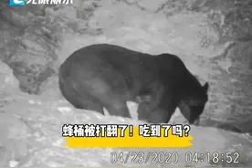 ​丽水惊现黑熊，被拍下来时正在干这个事情图片