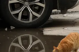 这是谁家的小猫咪，可爱死了图片