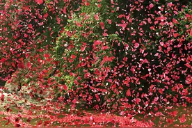 哥斯达黎加—花瓣雨，这么浪漫，带上心爱的人去一次吧图片