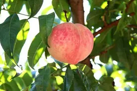 桃树怎么防治病虫草害？桃树最全的防治方法都在这了图片
