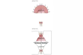 宝宝的牙齿是按照什么时间顺序长出来的呢？图片