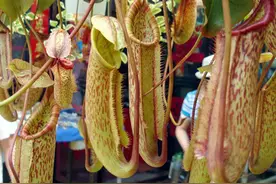 食虫植物真的很凶残吗？它们为什么要“食虫”？图片