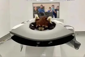在动物园打架输到住院的小熊猫图片