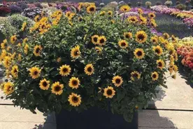 真正的“开花机器”在冬季也开花，这6种花好养花期长，值得拥有图片