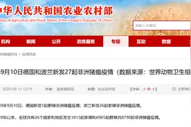 德国“非瘟”又席卷，无抗＋防非，现在着手养猪只亏不赚？图片