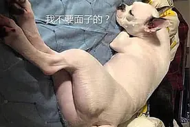 主人不听劝，强行给狗狗剃毛，看到最终效果，面子上挂不住了图片