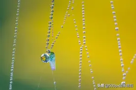 拍摄昆虫9年，用自己的双眼感受自然的神奇和生命的馈赠图片