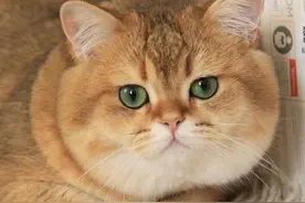猫咪尿结晶是什么原因导致的？该如何预防？图片