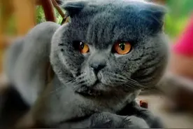 闲聊“英短蓝猫”图片