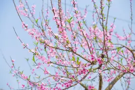 春光明媚，桃花盛开，世外桃源许你一世芳华图片