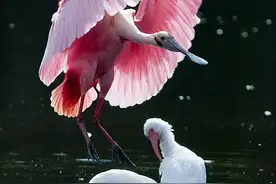 千姿百态的鸟图片