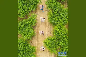 河北永清县石各庄村发展鲜桃种植产业，成为村民致富的特色产业图片