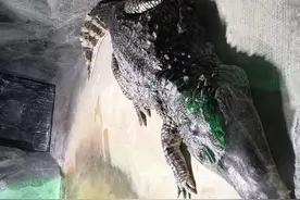 国庆游西安秦岭野生动物园图片