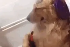搞笑GIF：我家的金毛失恋后就成这个样子了！图片