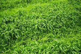 小麦除草要“以封为主，封杀结合，秋草早除、春草冬除”图片