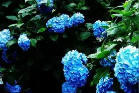 晨读 | 紫阳花开图片