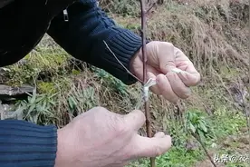 果树用芽接的方法，成活率特别高，适合大部分果树的嫁接，快收藏图片