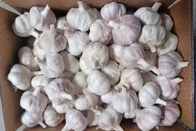 全球大蒜种植扩产，受疫情影响，出口竞争加剧，适时求变正当时图片