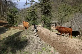 单身大叔隐居深山走上致富路，不怕寂寞，却最怕有钱没处花图片