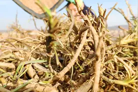 种柴胡亩产高达3000元，挖药材能用大机械，农民为啥不愿多种点？视频封面
