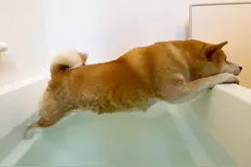 柴犬不愿洗澡，在浴缸苦苦支撑，网友：“腰力真好”图片