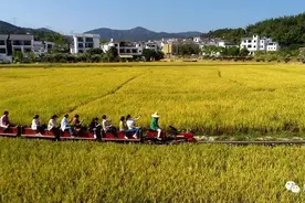 下一站，米埗小镇！坐小火车，穿越金色稻田，探寻时光记忆！图片