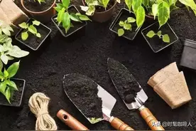 咖啡渣做肥料，其实没那么简单图片