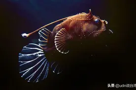像极了爱情！鮟鱇鱼拚“同居”甘愿献血给雌鱼图片