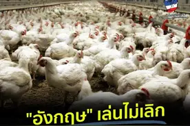 英国抵制泰国进口鸡：你们的鸡饲料破坏环境图片