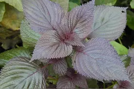浑身是宝的野菜，农民却只知道吃叶子，其它的当垃圾丢掉，可惜了图片