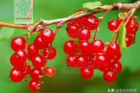 10种东北小“野”果，是不是你的童年回忆？图片