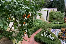 家里有院子，建议种上“三种树”，有花有果，寓意好图片
