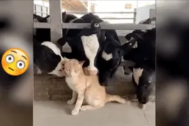 橘猫闯进牛棚，结果被一堆奶牛冲过来狂舔，画面太魔性了图片