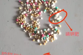 你知道“控失肥”和“控释肥”与“缓施肥”的区别吗？你买对了吗图片