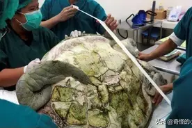 饲养35年的乌龟突然离世，医生切开肚子一看，发现事情不简单！图片