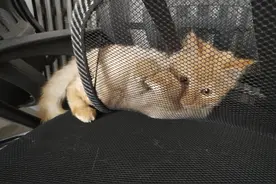 日常与小金虎打闹，小猫真是神奇的动物，怎么看都好可爱呢图片